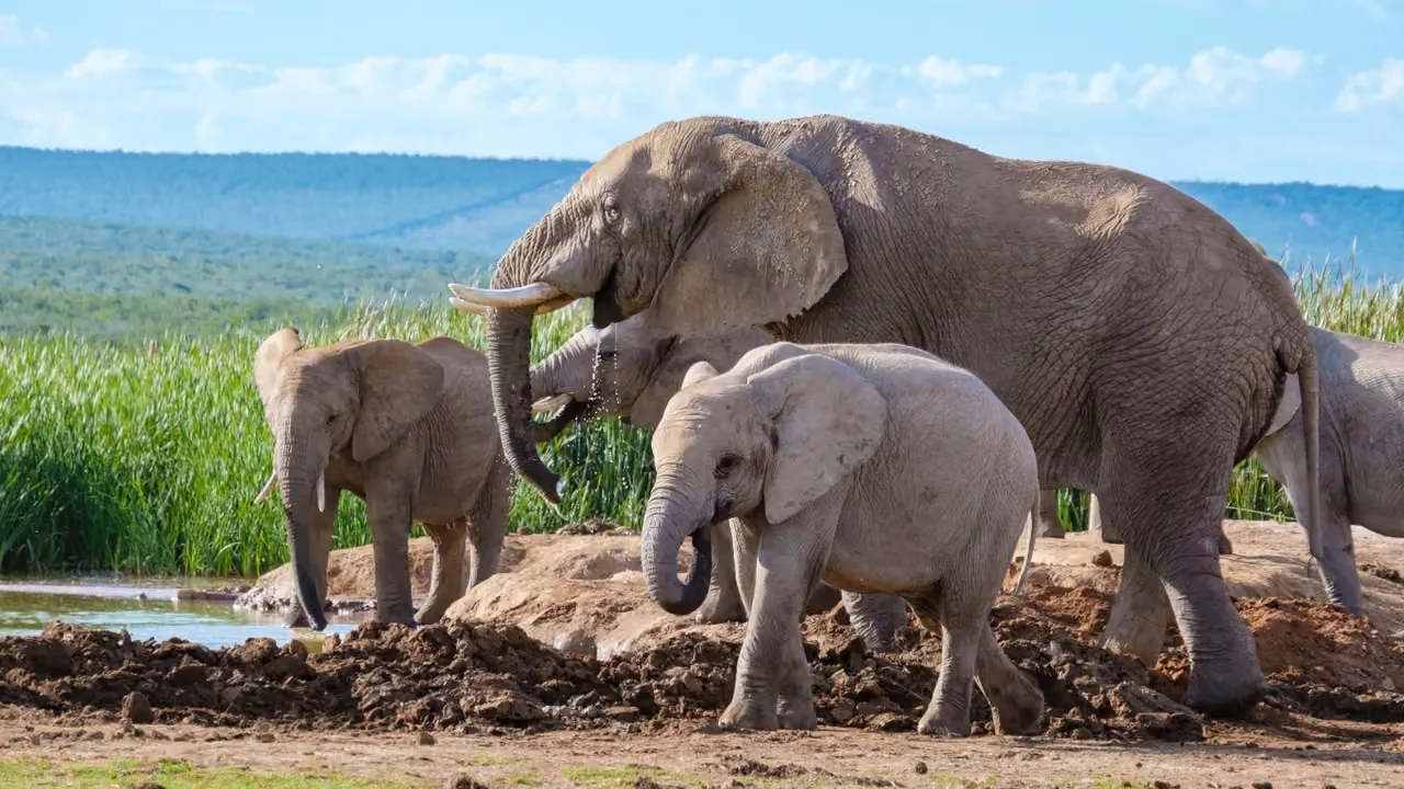 Följ migrationen genom Serengeti